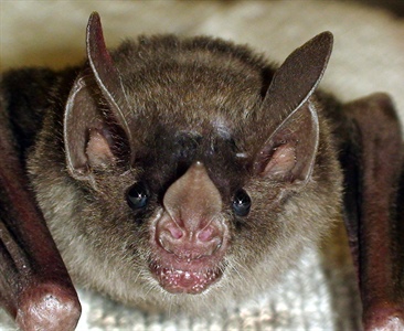 Теркин в зоопарке